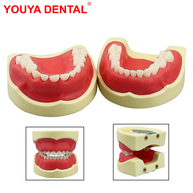 Best of Kids Teeth Model For Dental Technician Practice Dental Typodont Model With Removable Teeth Soft Gums Dentistry Training Models Reviews & Tips