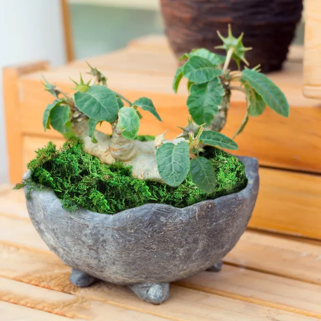 20g/50g/100g Artificial Keep Dry Green Moss Simulated Green Plant Garden  Flower Pot Decor DIY Micro Landscape Home Garden Decor - AliExpress