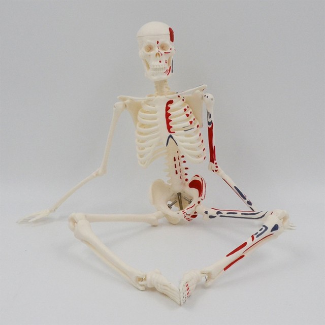 Mini squelette d'anatomie Physique, 45CM, modèle humain, affiche