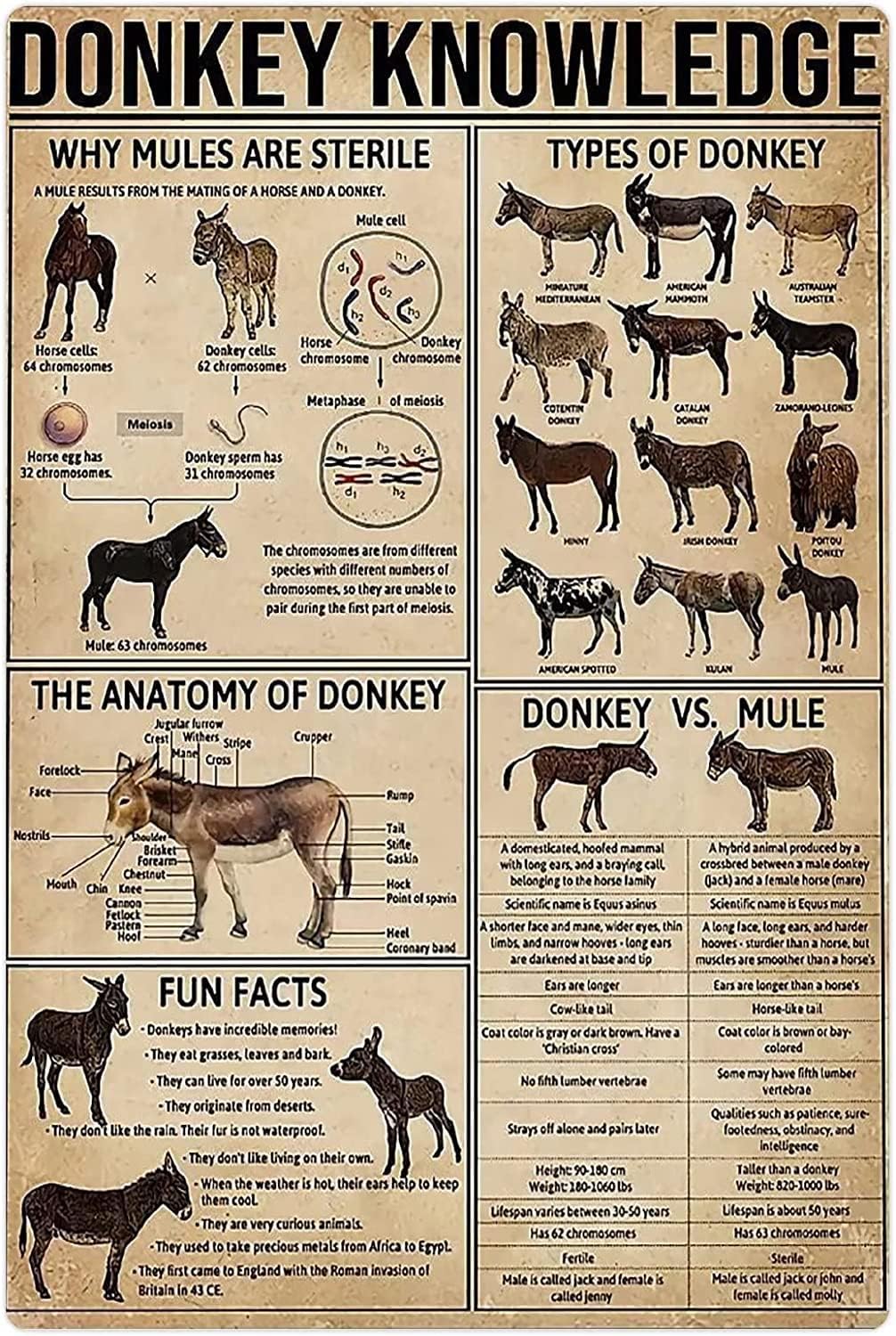 Знания осла, металлические оловянные знаки, Ослик, инфографические  алюминиевые знаки, плакаты, животные, энциклопедия, руководство, таблички,  дом | AliExpress