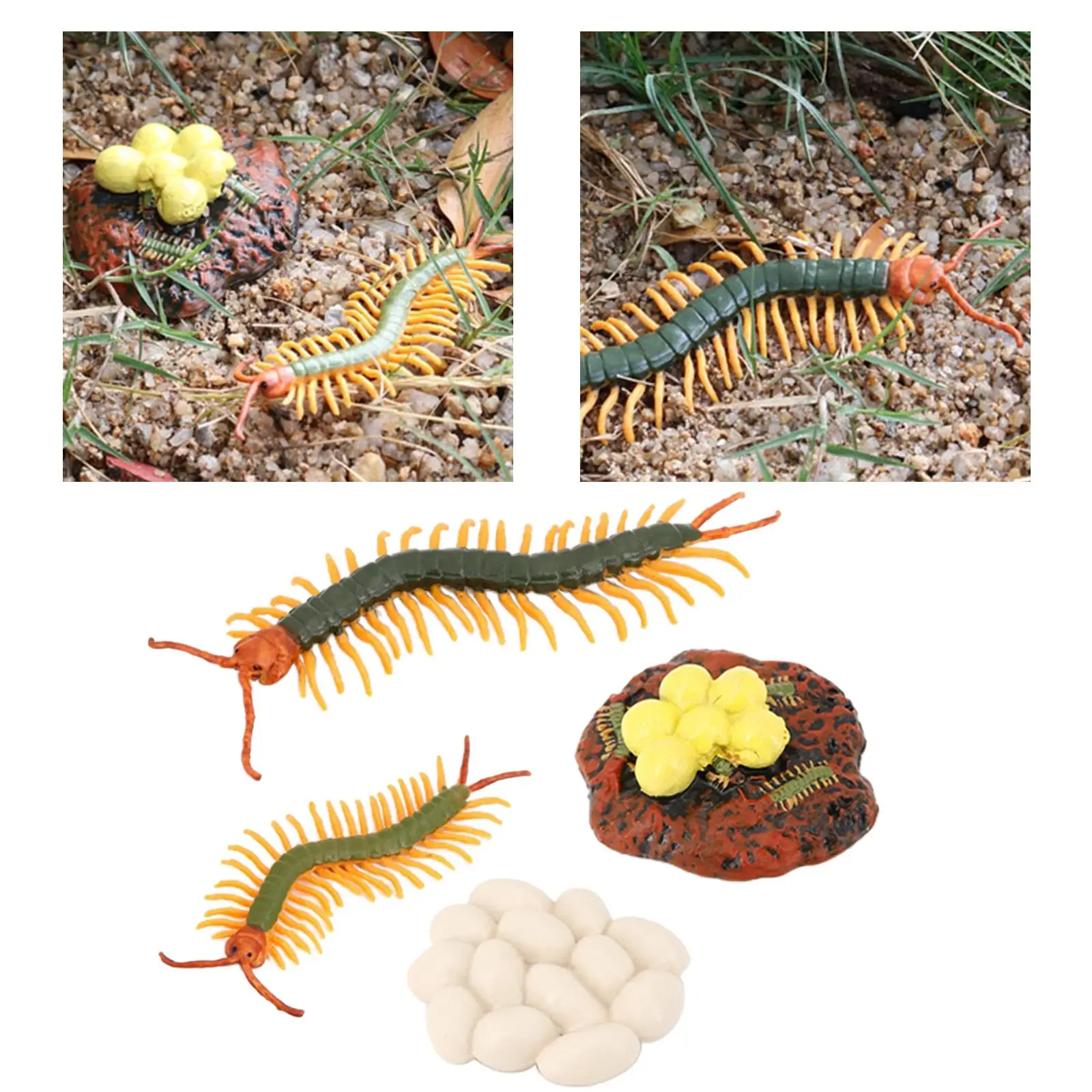 4 Stages Life Cycle of a Centipede,  Centipede Toy Figure  Painted Model
