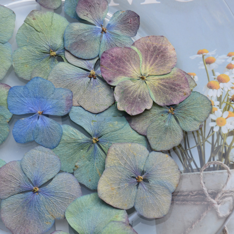 2,5-5cm/24 Stück, Gepresste Herbst-Hortensien Echte Trockenblumenblätter, DIY Weihnachts-Fotorahmen Lesezeichen Schreibtischlampe Tropfengel Handyhülle – Detail 4