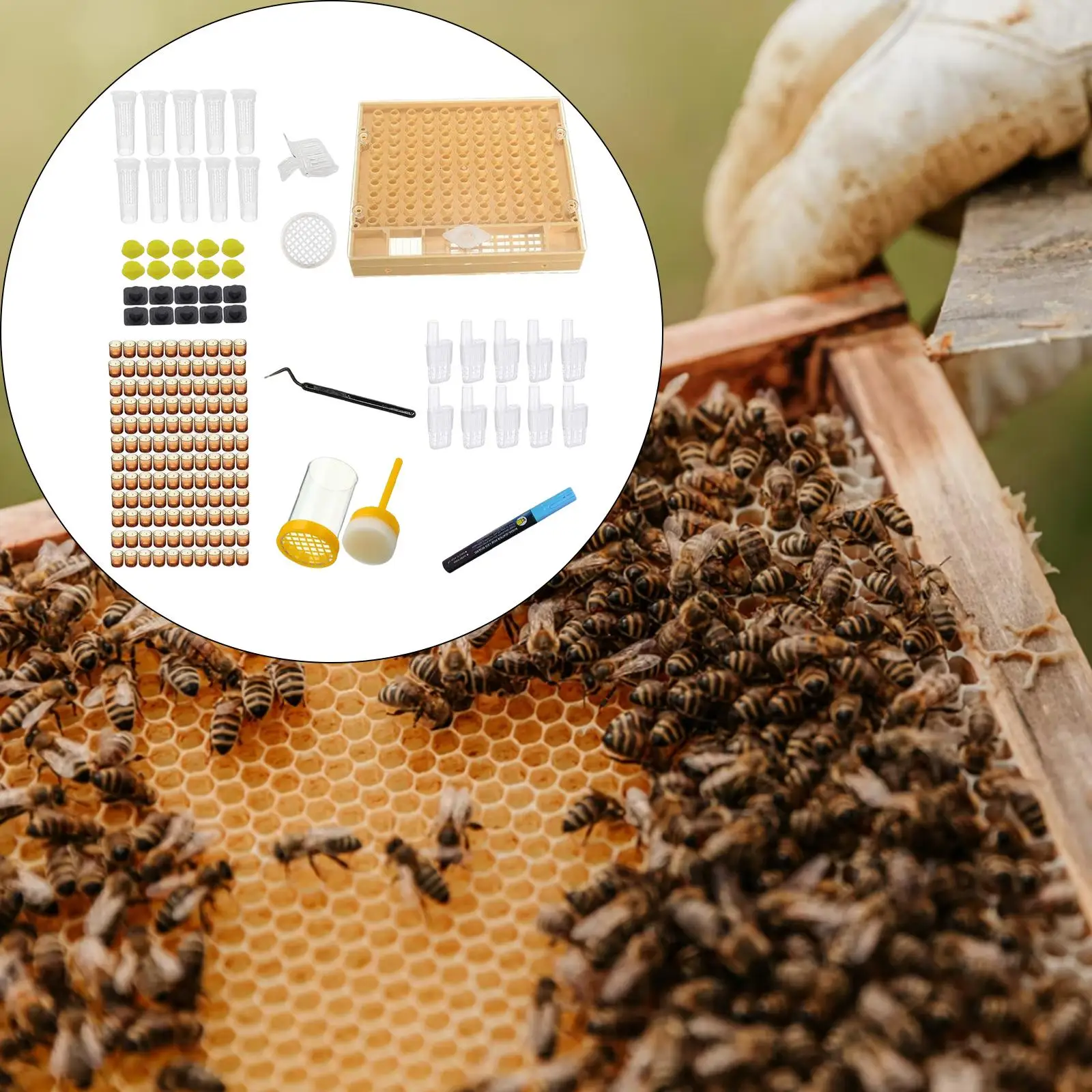 Bee Queen Rearing Grafting Productive Cells for Apiculture Convenient