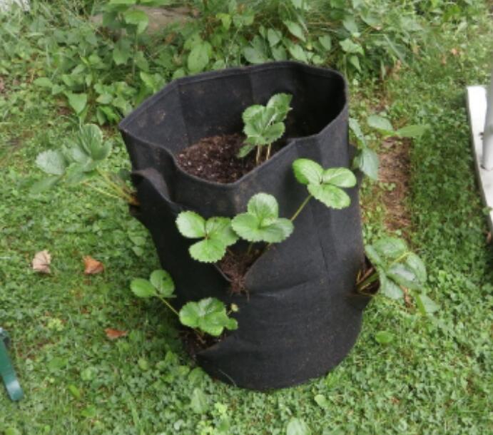 (Spring Hot Sale-save 50% Off) Strawberry Planting Bag