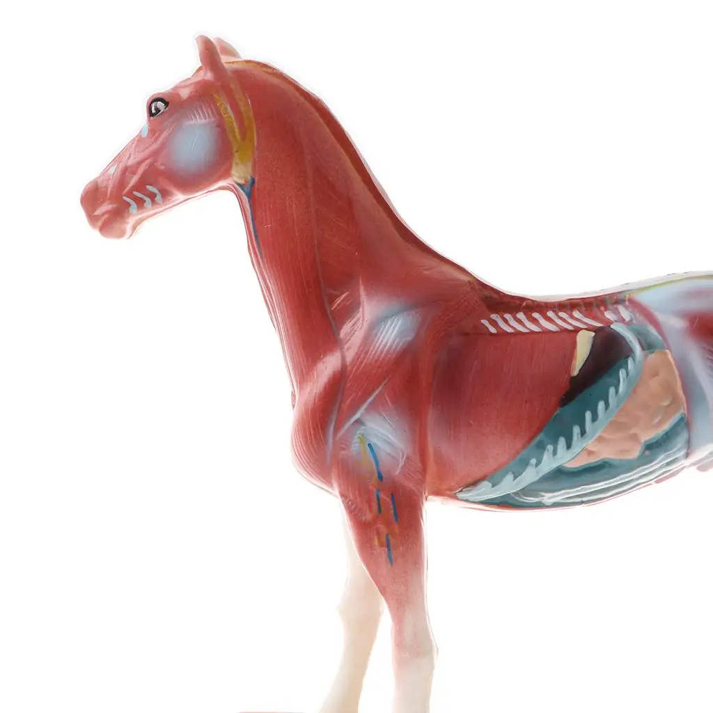 Professional 114 Acupuncture Points Horse Anatomical Model School Teaching Display Lab Supplies