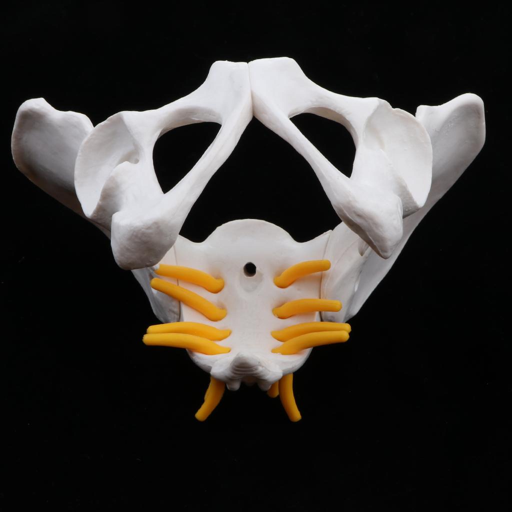  Female  Skeleton Model (Small Size), 5.1 x 3.9 x 3.5 inches