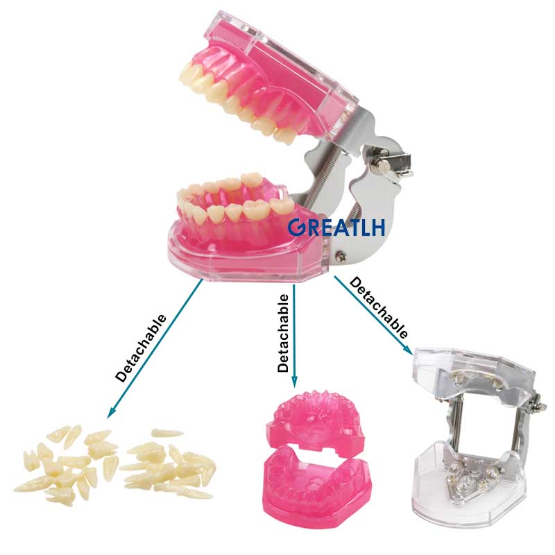 Best of Removable Teeth Soft Gum Dental Model Teeth Dental Teaching Study Model TYPODONT Model Dentist Dentistry Products Dental Gift Reviews & Tips