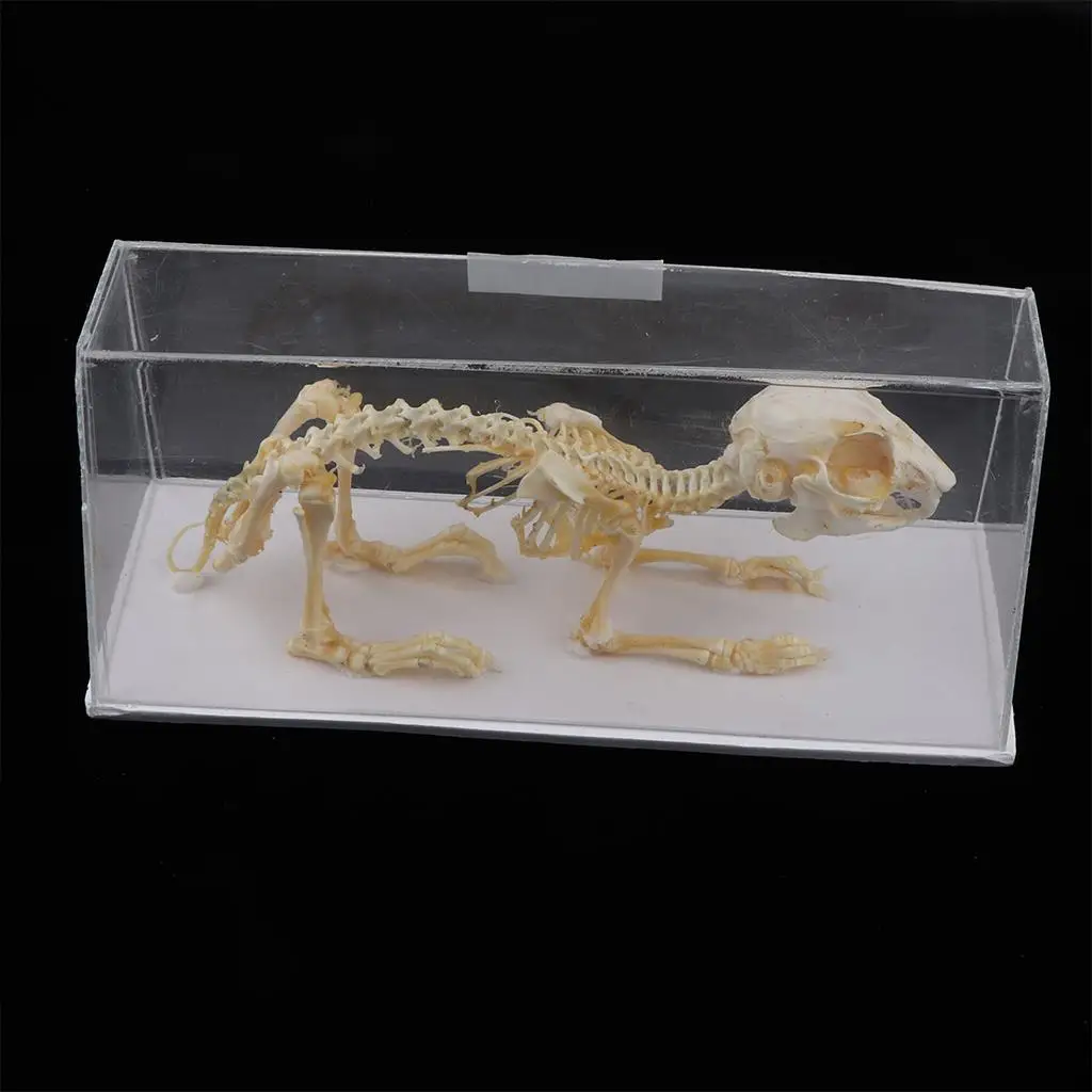 Rabbit Skeleton Copy of A Skeleton  An Acrylic Case, Rectangular Shape
