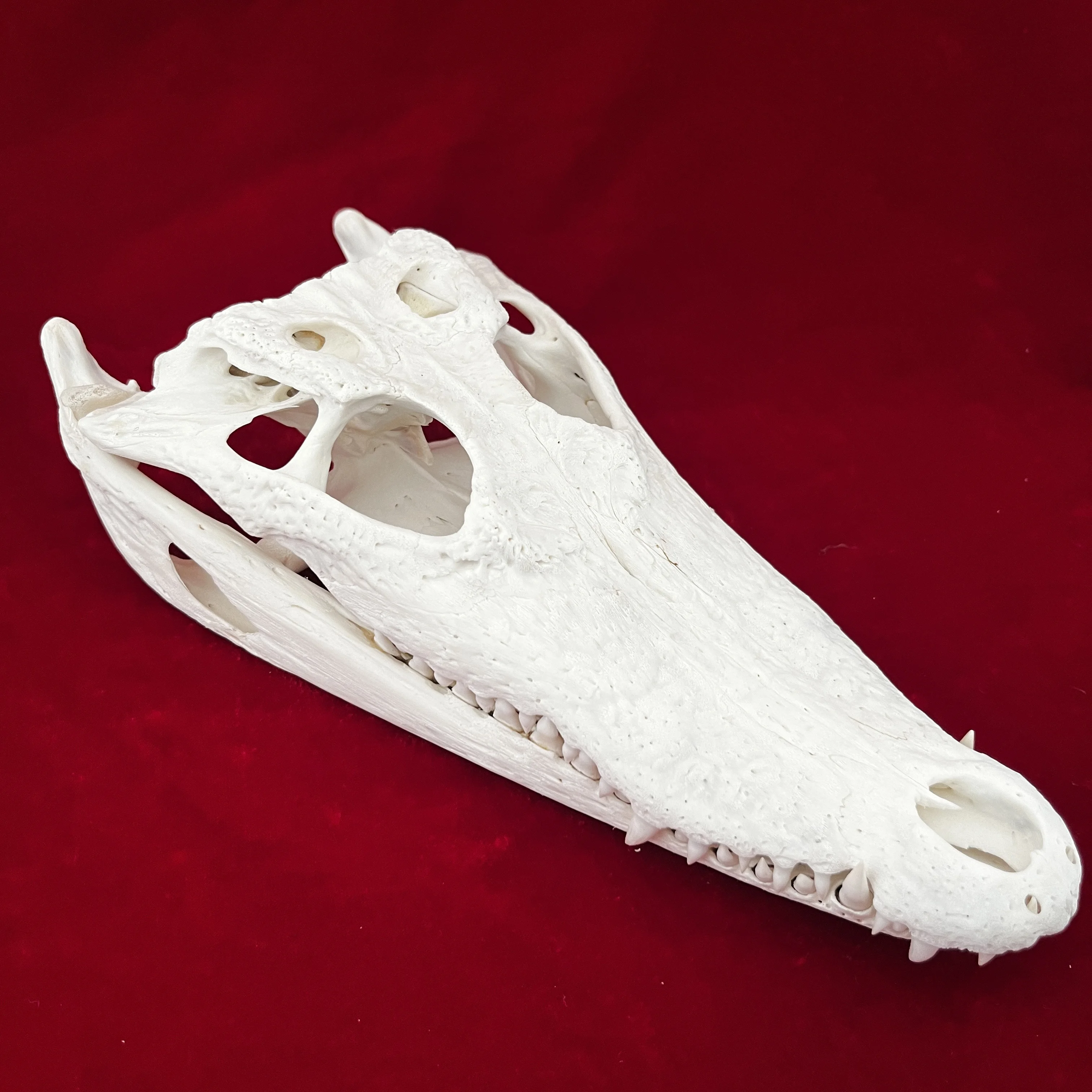 6Pcs/Skull Real Animal Exfoliate Specimen Real Bone Decoration 