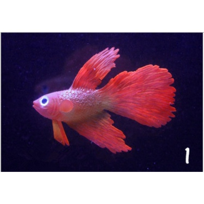 1PC Künstliche Aquarium Dekoration Leuchtende Wirkung Goldfisch Aquarium Ornament Dekor – Detail 1