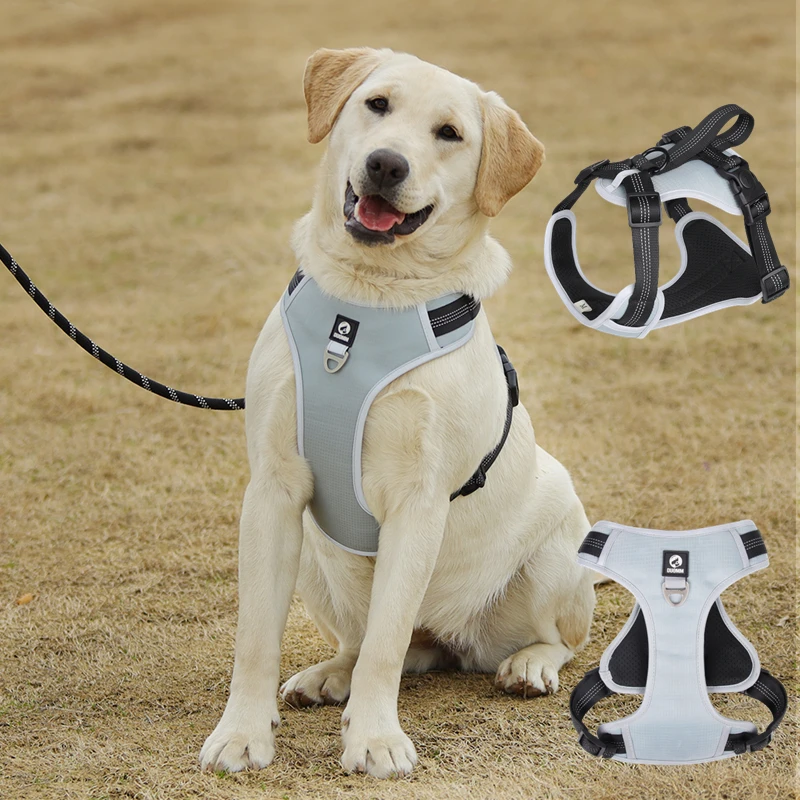 Un perro de aspecto feliz con un arnés. El arnés está diseñado para distribuir la presión uniformemente sobre el pecho y el cuerpo del perro, lo que puede resultar útil para perros que tiran de una correa o para perros que necesitan apoyo adicional.