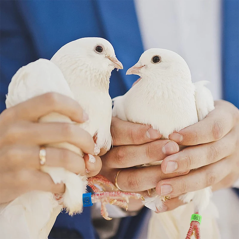 Una persona que sostiene dos palomas blancas en sus manos. Las palomas parecen estar tranquilas y están una frente a otra, lo que podría sugerir un momento de interacción o afecto entre ellas.