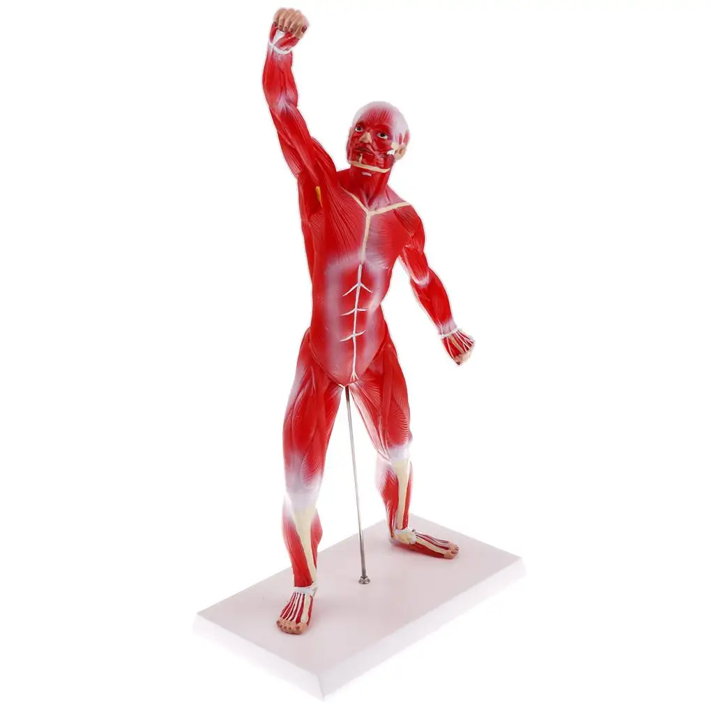 50cm Simulation Human Muscle Superficial Muscle Torso Skeleton Model  Educative