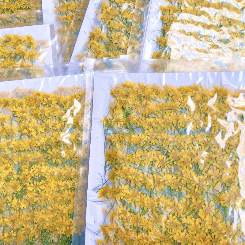 6-10cm/24 Stück, Naturgetrocknete Chrysanthemen, Echte Kamillenzweige für DIY Handyhüllen, Nagelkunst, Gesichtsdekoration, Trockenblumen-Materialien – Detail 5