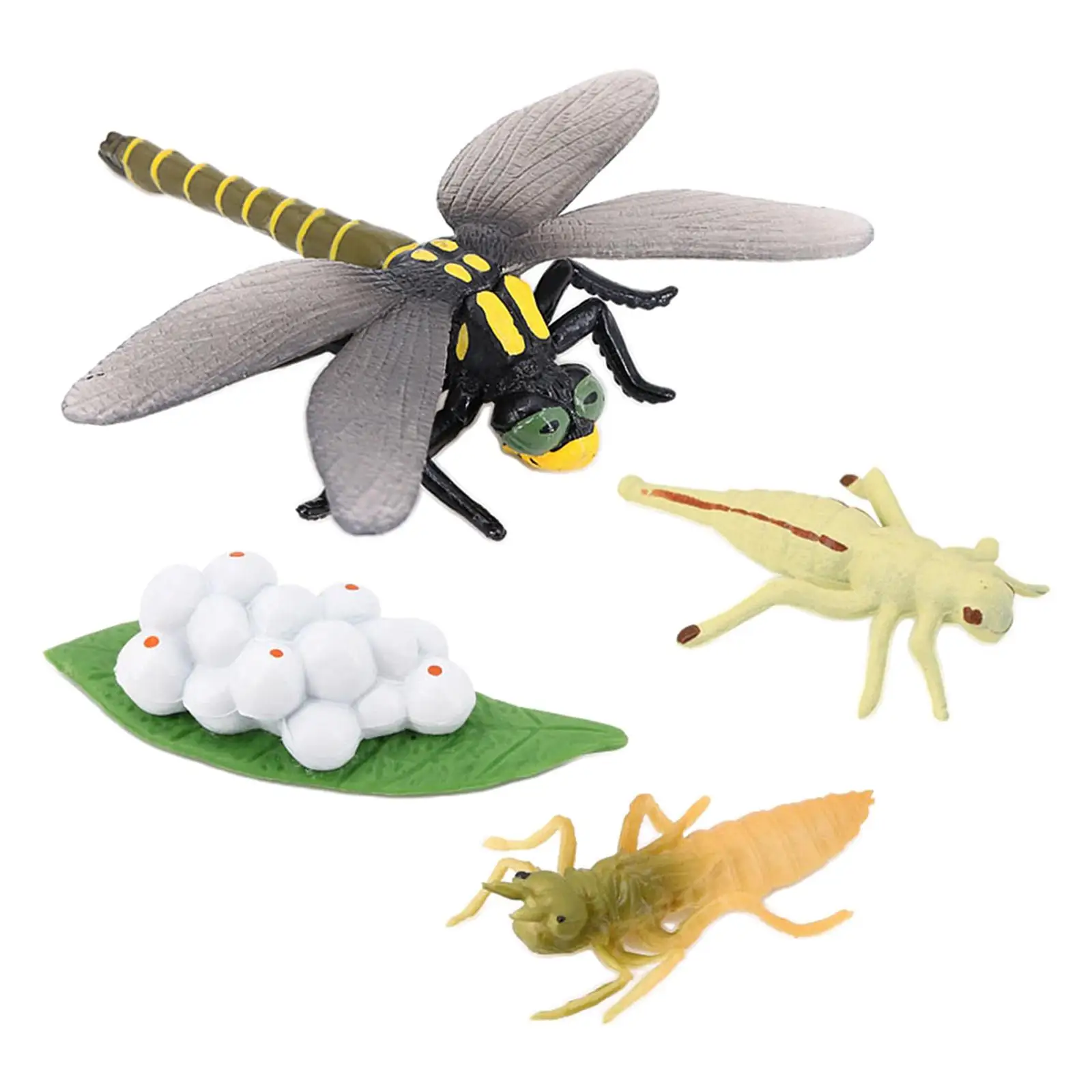 4 Stages Life Cycle of Dragonfly Nature Insects Life Cycles Growth Model Game Prop Insect Animal Natural Toy