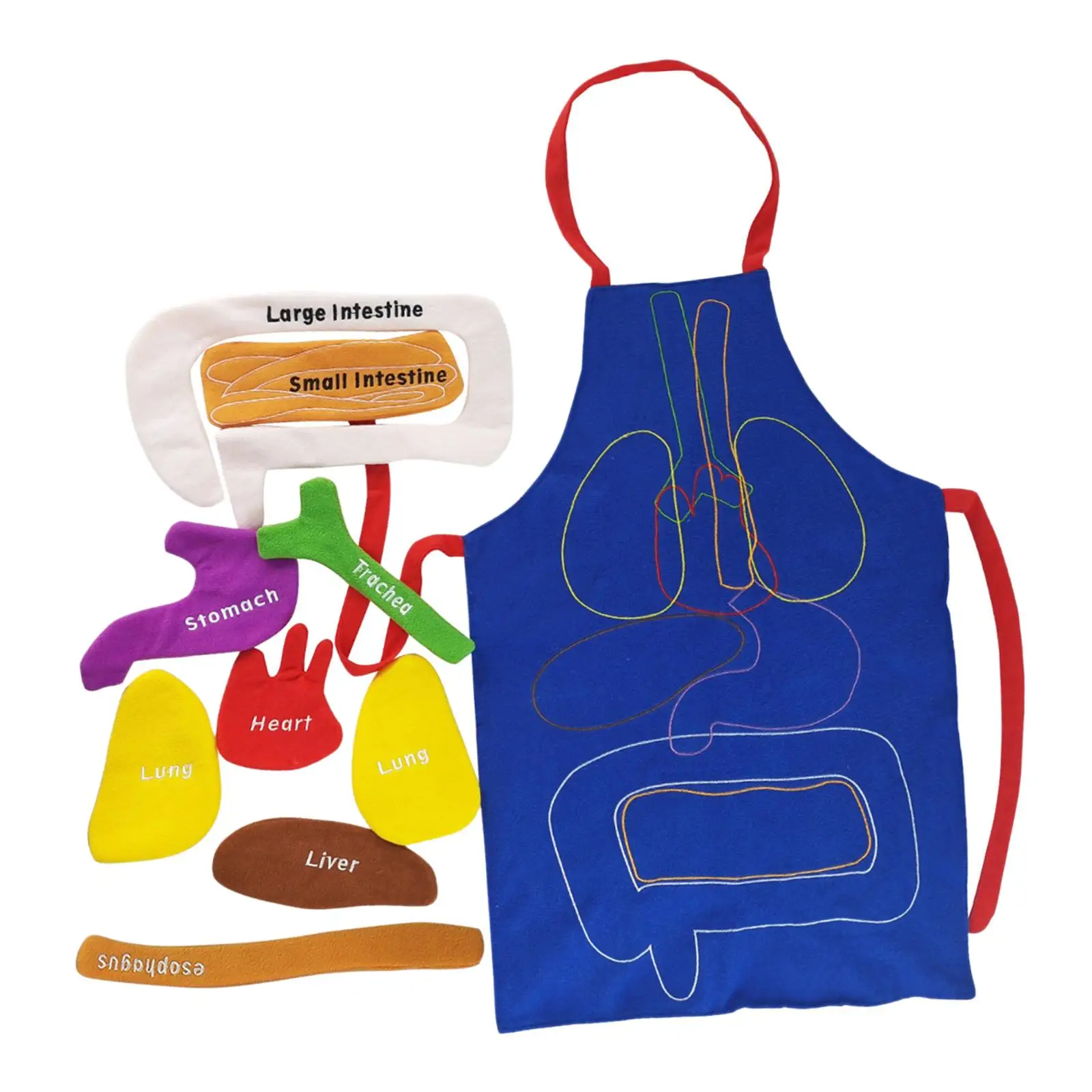 Organs Apron Teaching Aid Structure Science Apron for Human Internal Viscera