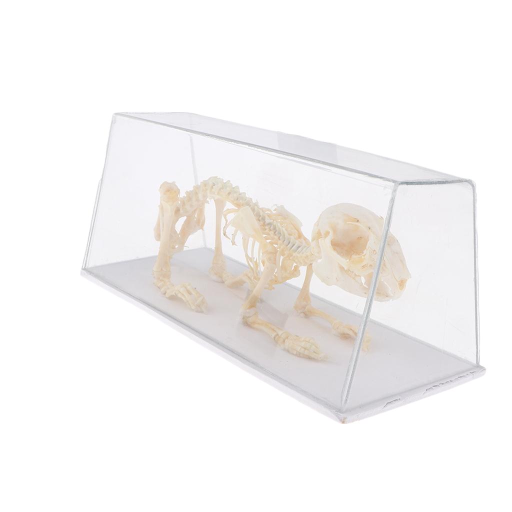 Rabbit Skeleton Specimen Science Biology Nature Educational Tool For Student