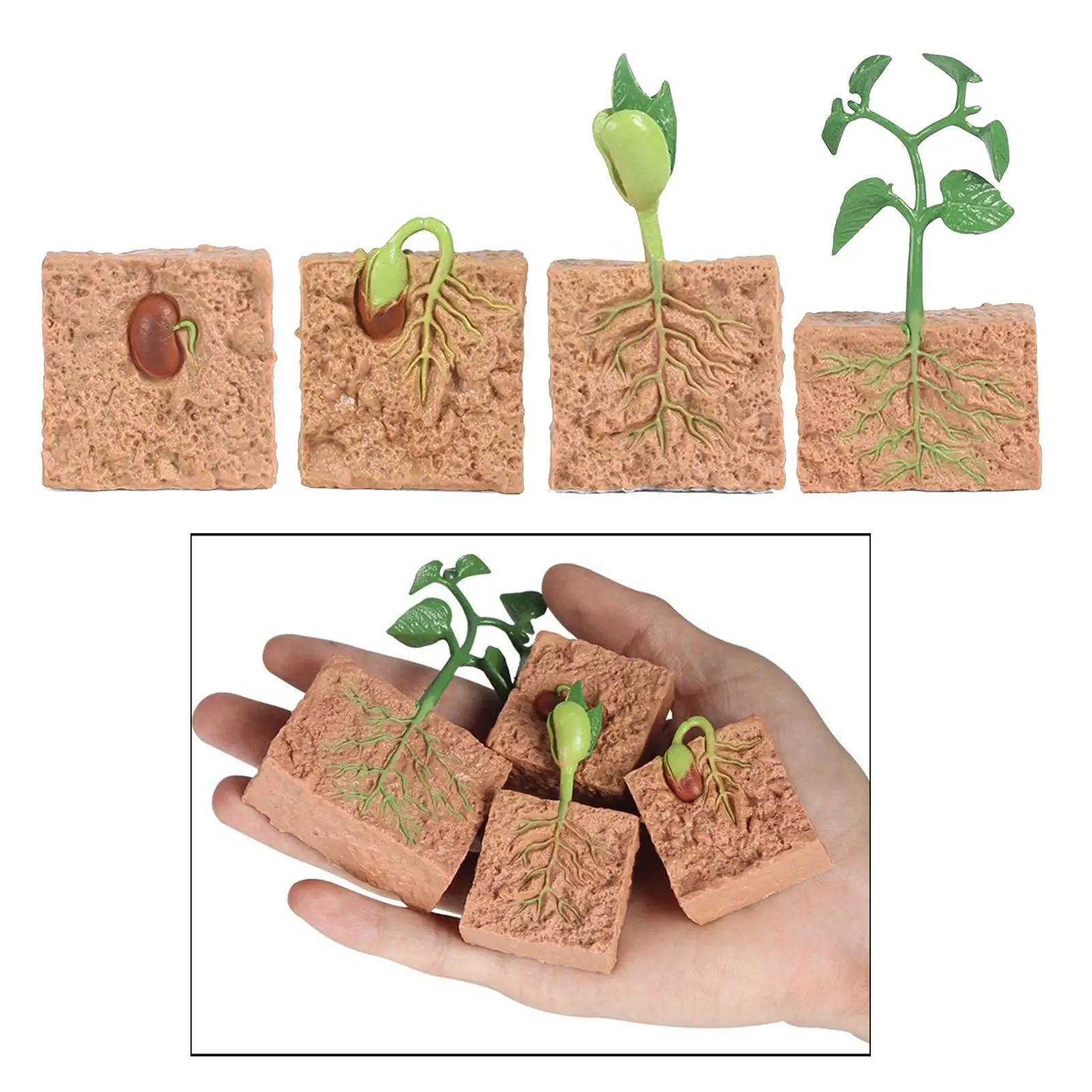 Plant  Growth Cycle Playset Education Learning Biology Toys