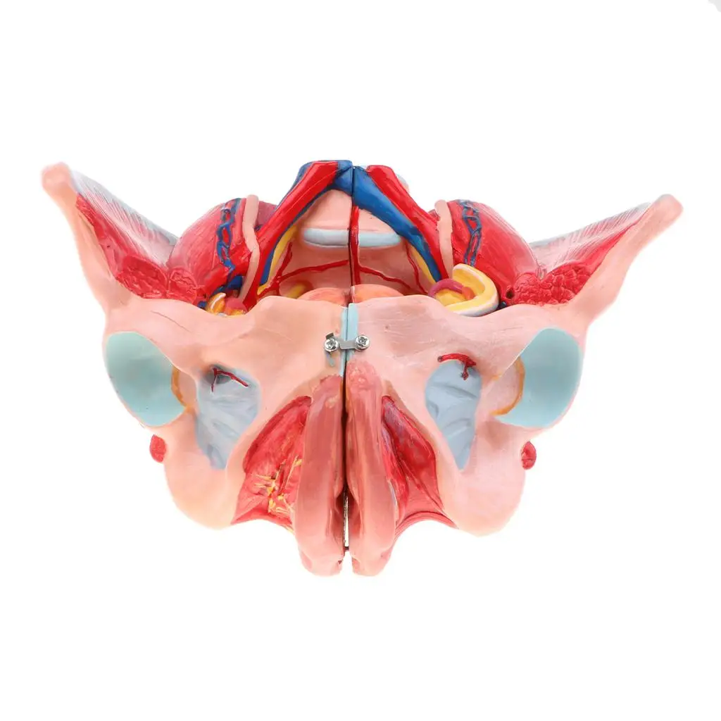 1: Size Female Pelvis Model W/ Ligaments Muscles & Organs Lab Supplies