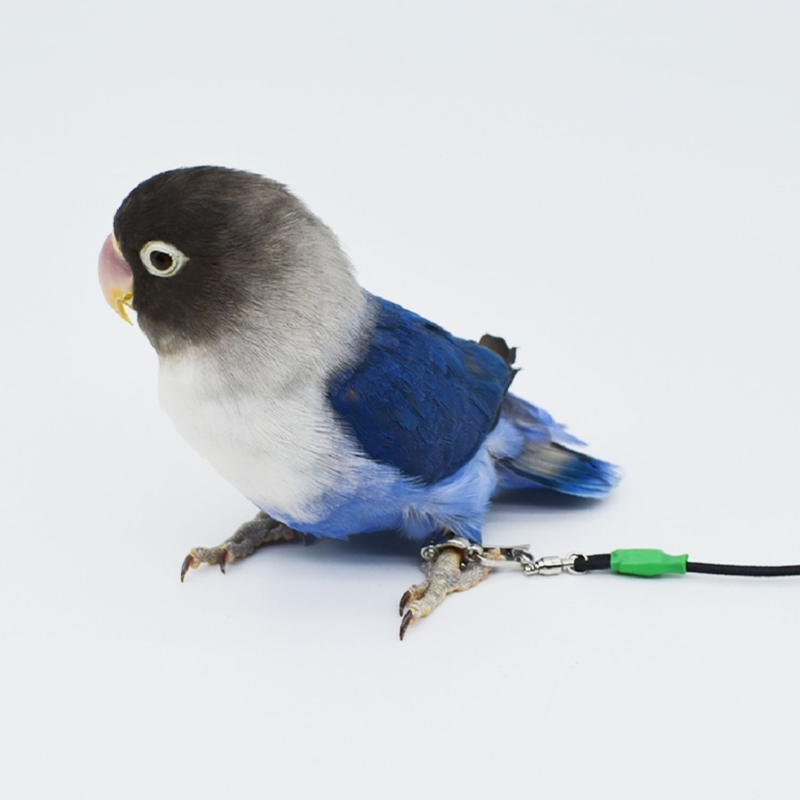 Title 5, 20 Feet Parrot Bird Anti-bite Flying Training R...