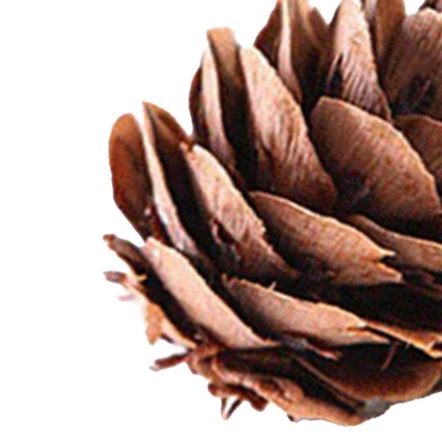 30pcs Small Dried Pine Cones Accents Home Decoration Ornaments - AliExpress