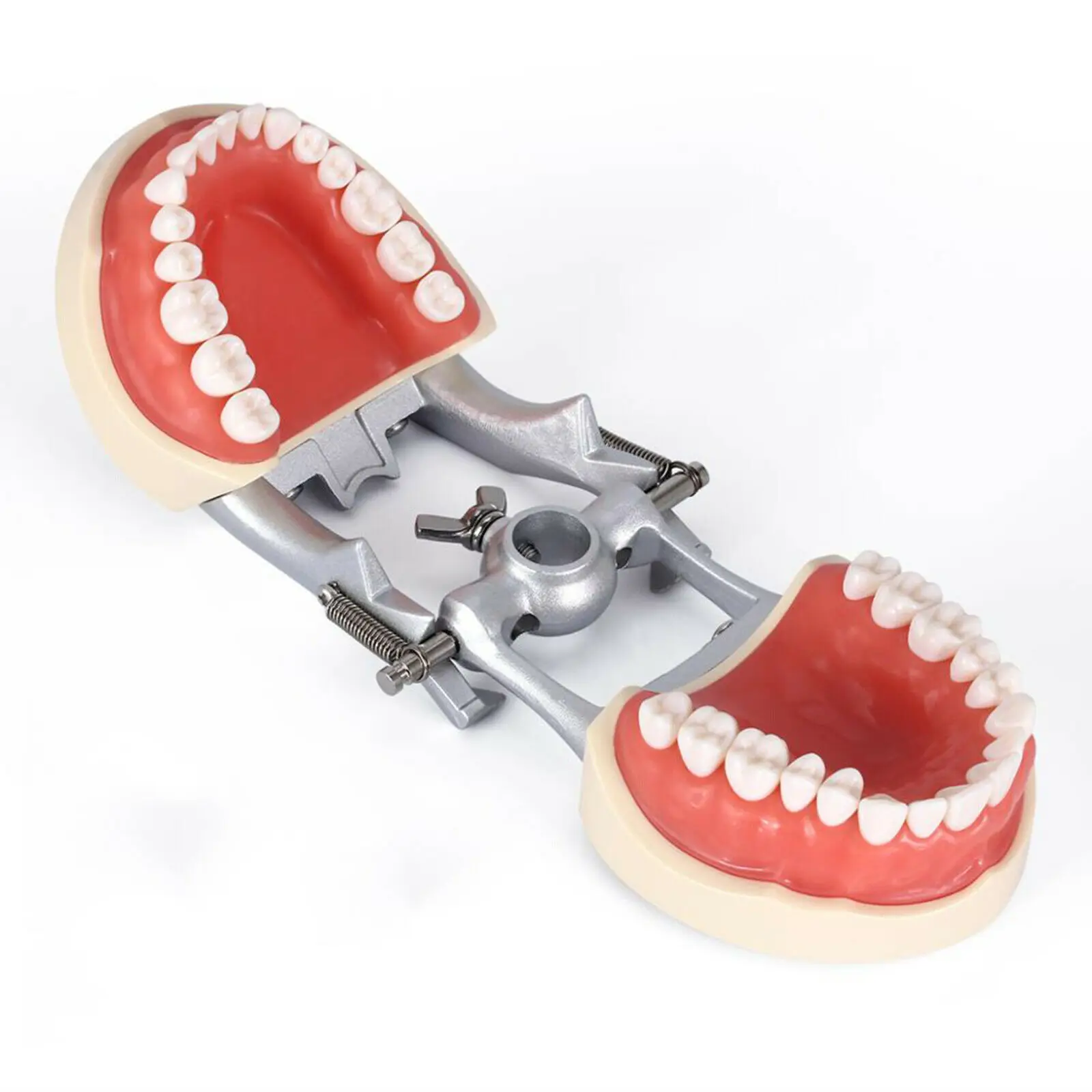 kilgore nissin tipo dental typodon modelo dentes de preparação removível pça demonstração dental modelo odontologia accesorios