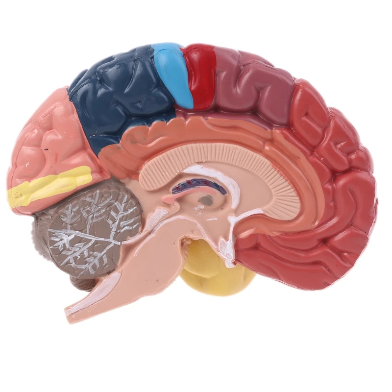 Anatomia modelo de área funcional do cérebro