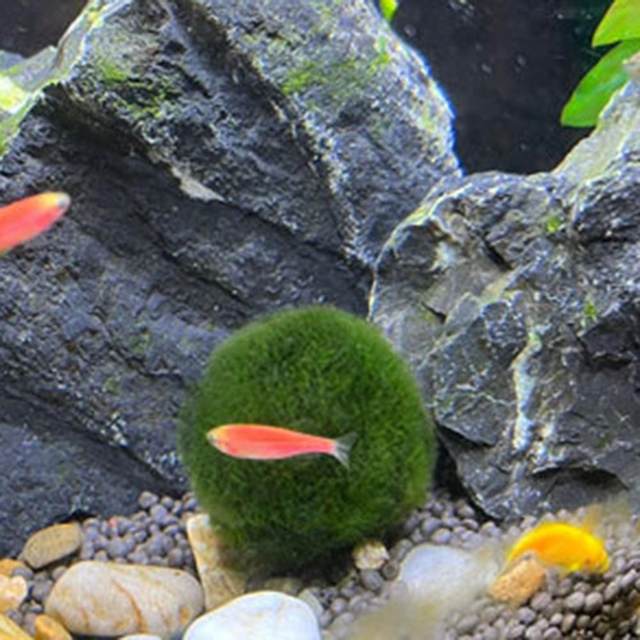 1pc 2-3cm filtro a sfera di muschio vivo minerale naturale per piante  d'acquario alghe pesce gamberetti serbatoio ornamento piante naturali  artificiali