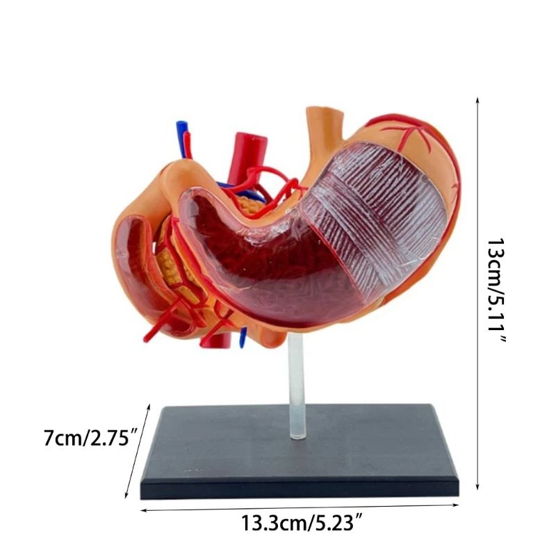 Científico PVC Modelo Anatomia do Estômago para exames médicos e