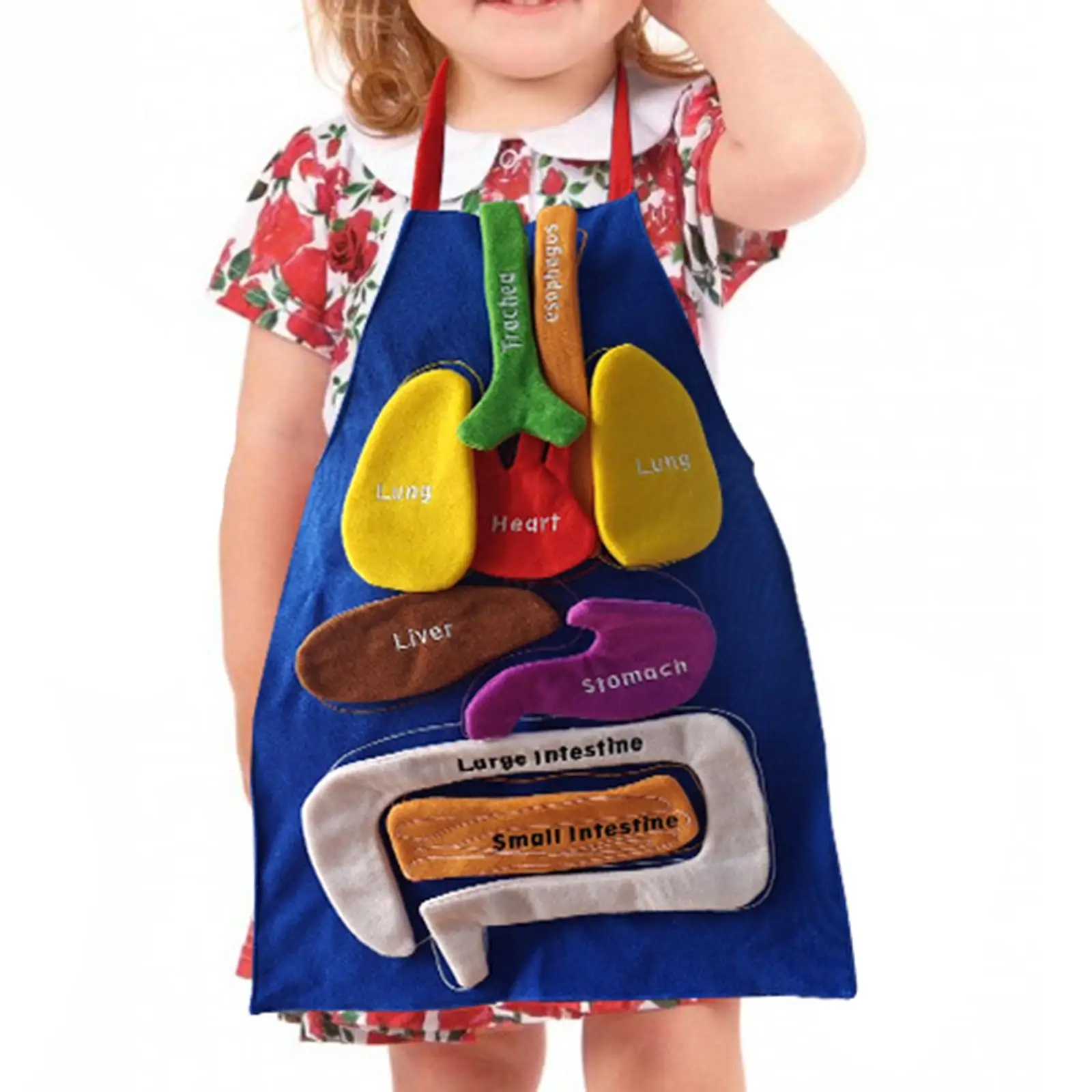 3D Organ Apron Educational Tool Toy Early Childhood Education Teaching Aids Science Apron for School Preschool Body Parts Home