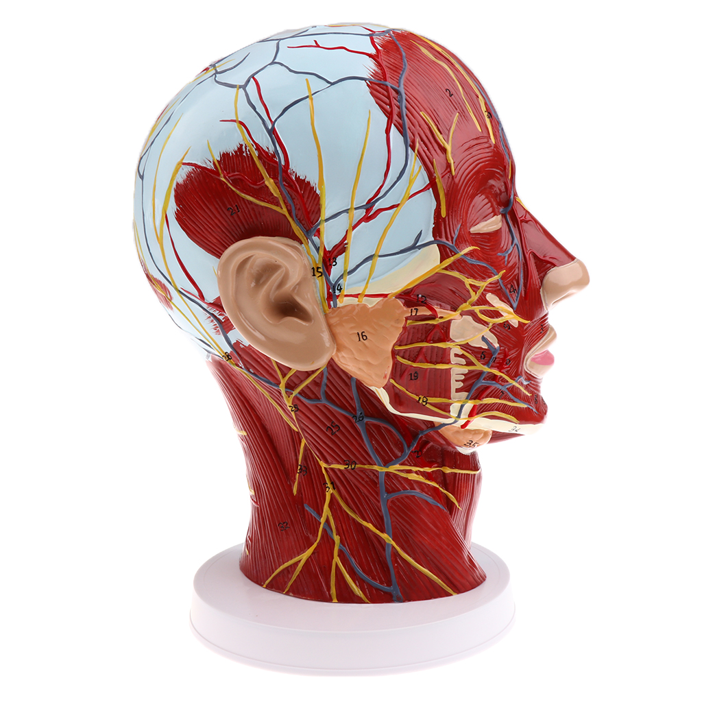 Head Median Sagittal Teaching Model Nerves Parotids Cervical Spine