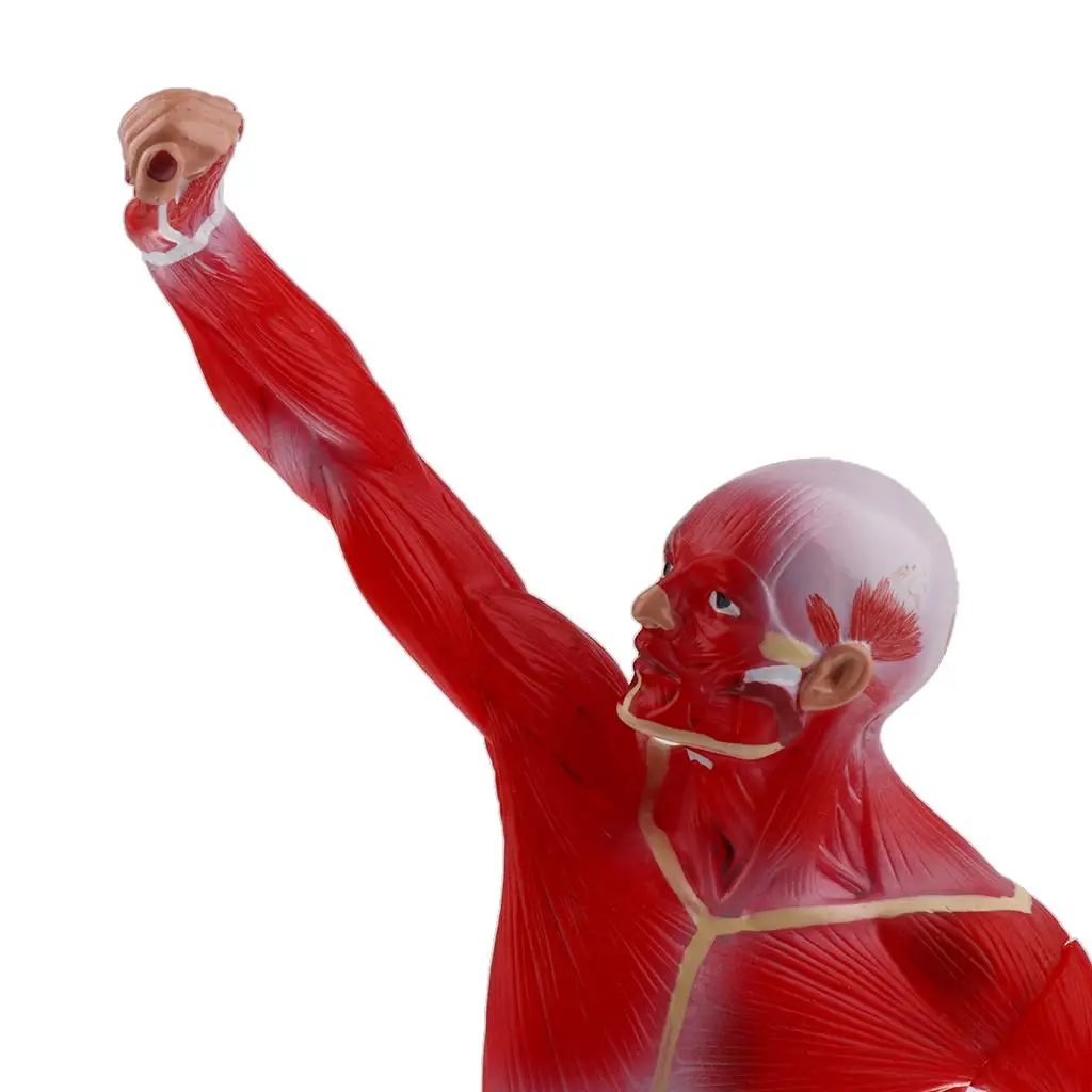 50cm Simulation Human Muscle Superficial Muscle Torso Skeleton Model  Educative