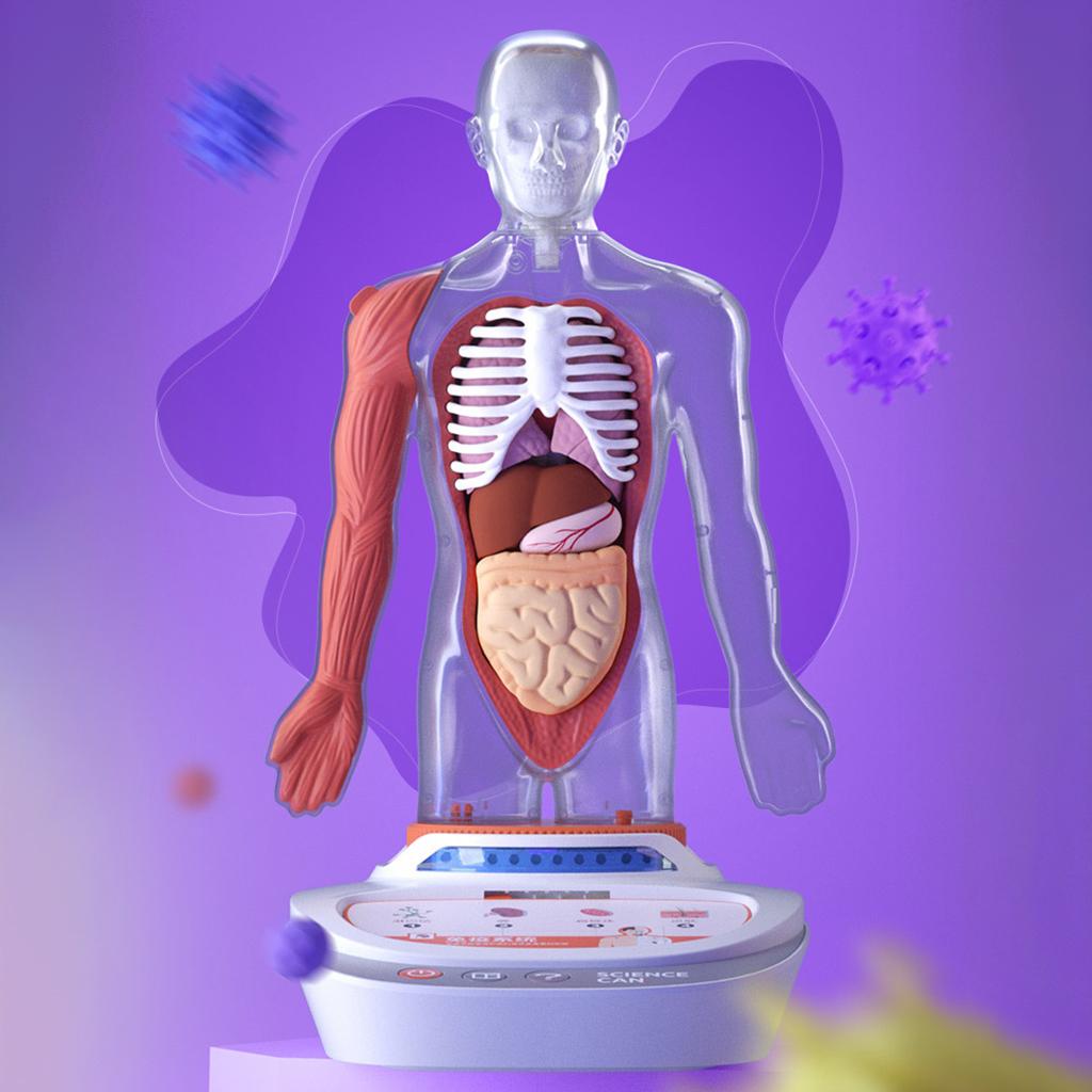 Montessori Human Torso Body Model Toys Educational Realistic Science Ages 8+