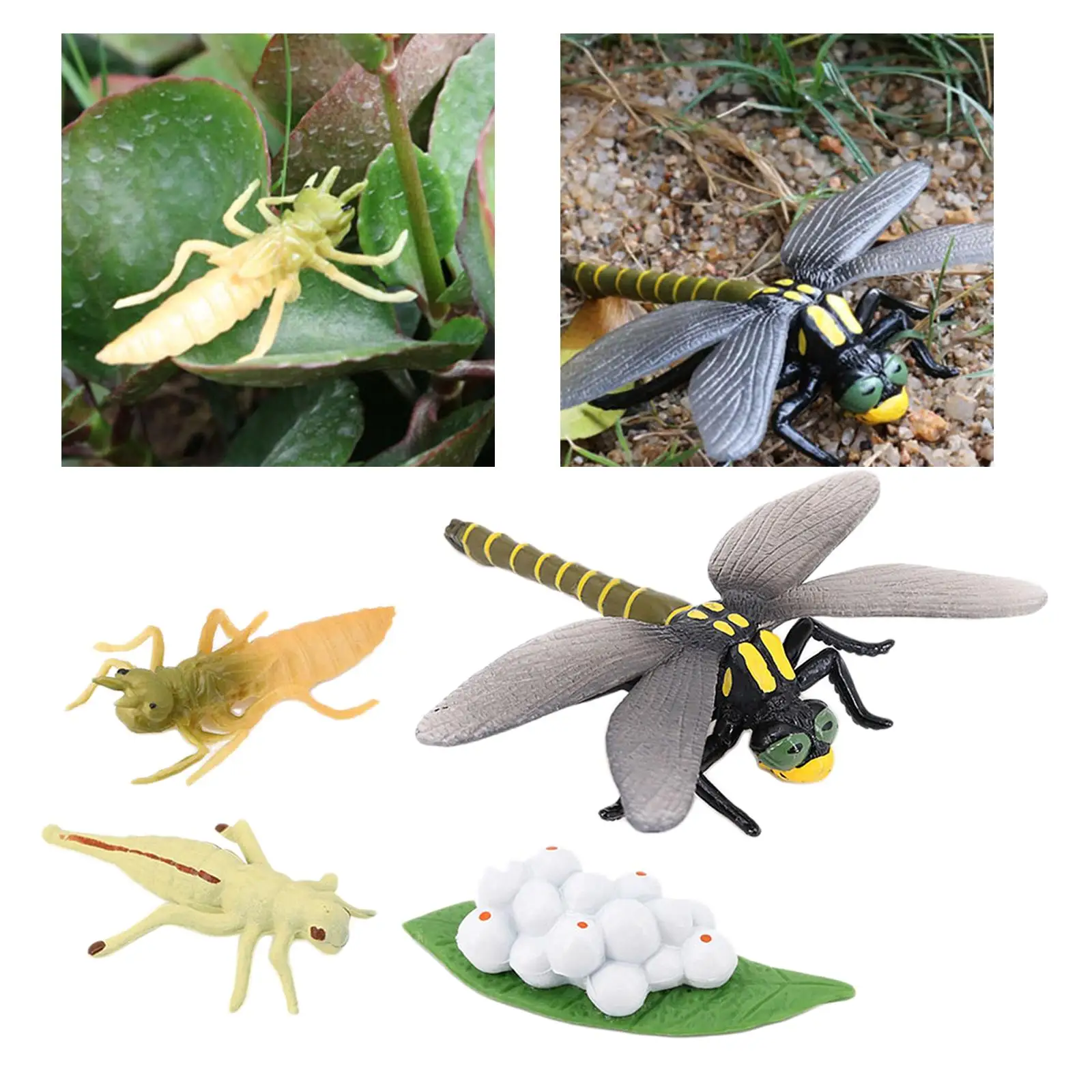 Lot of 4 Nature Dragonfly Growth Cycle Early Childhood Education Learning Teaching Toys, Realistic