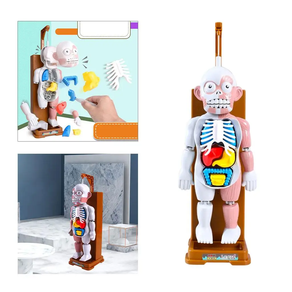 Scary Human Body Model Puzzle Tricks Organs Skeleton Muscles Kids Adults