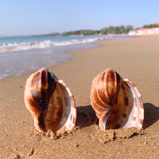 Large Beach Shells Individual Sea Shells Seashell Decoration Aquarium UK  SELLER