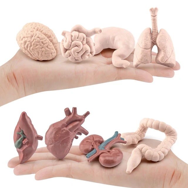 Organes humains enfants Puzzles  Anatomie modèle de corps humain enfants- enfant Montessori 3d - Aliexpress