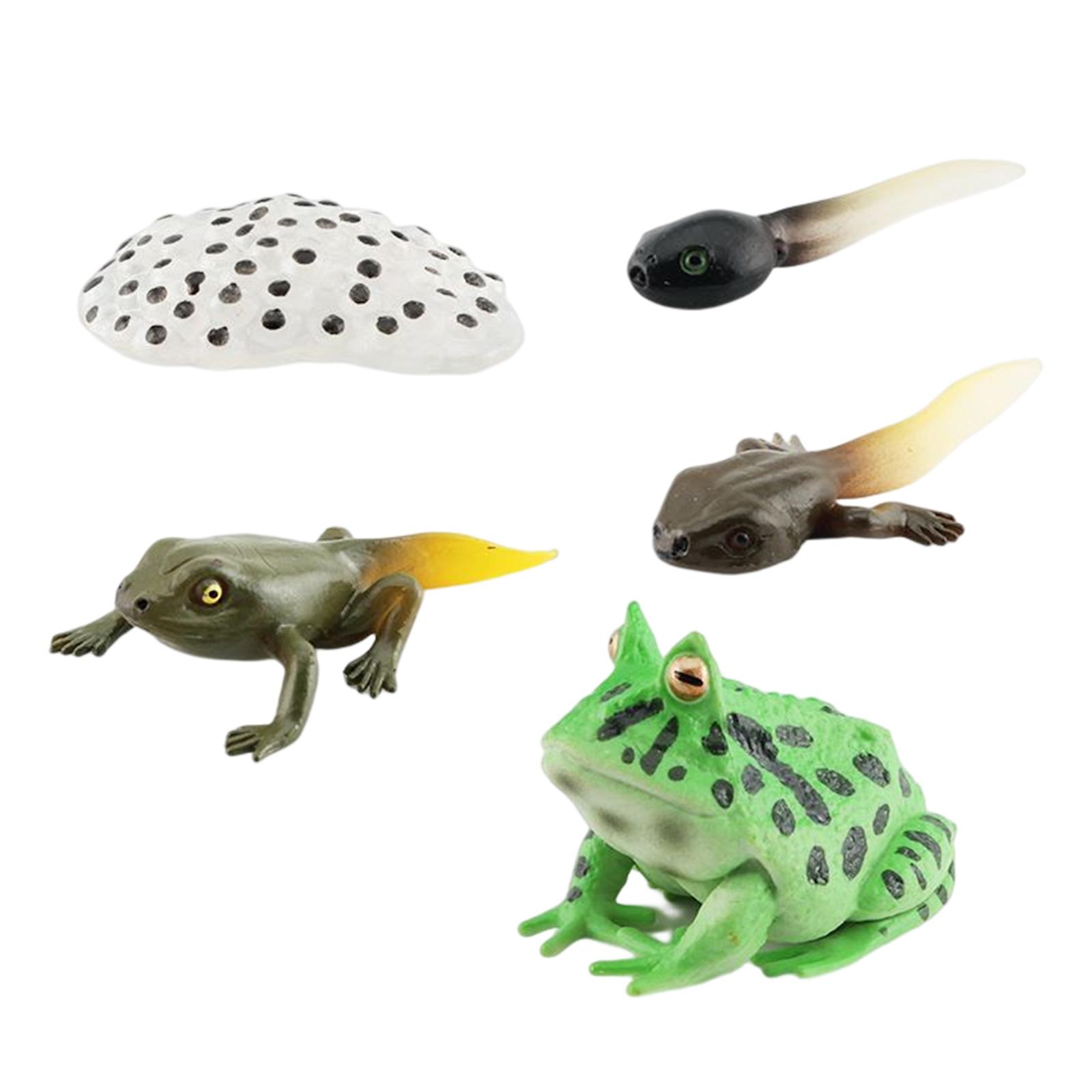 montessori Cycle Animal Figures Toy 4 Stages of Frog Learning Prop Frogs Life Cycle Model kids toddlers Early Educational