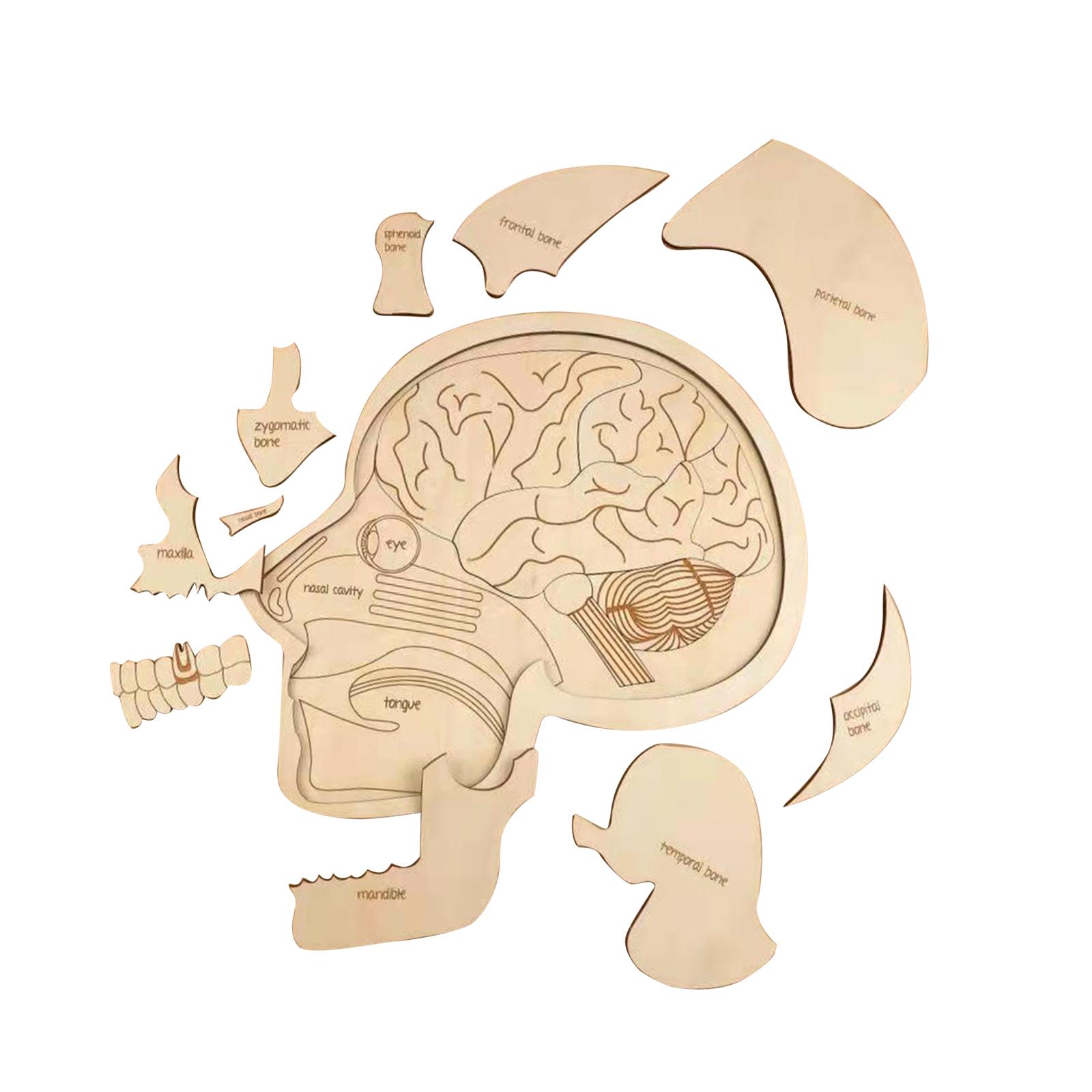 Модель мозга, головоломка, Интерактивная структура органов просвещения для  дошкольного возраста | AliExpress