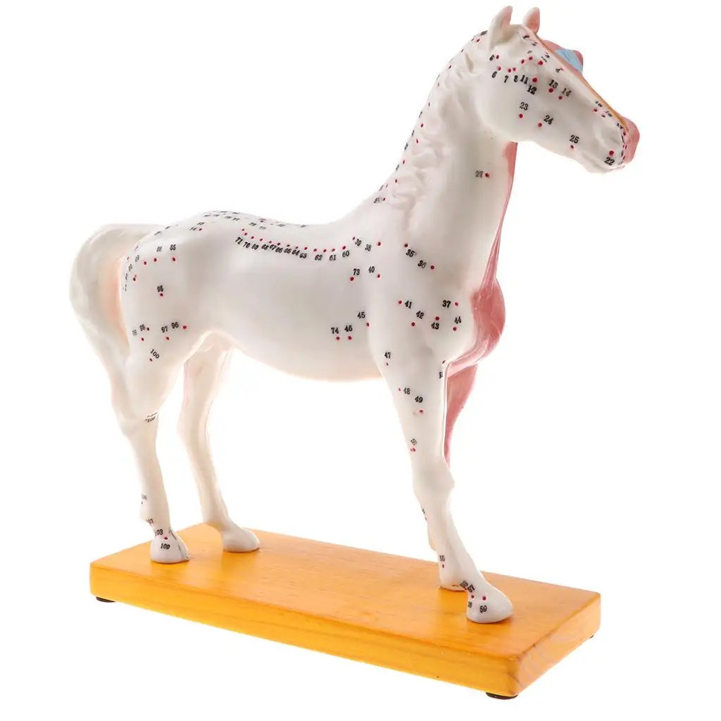 Professional 114 Acupuncture Points Horse Anatomical Model School Teaching Display Lab Supplies
