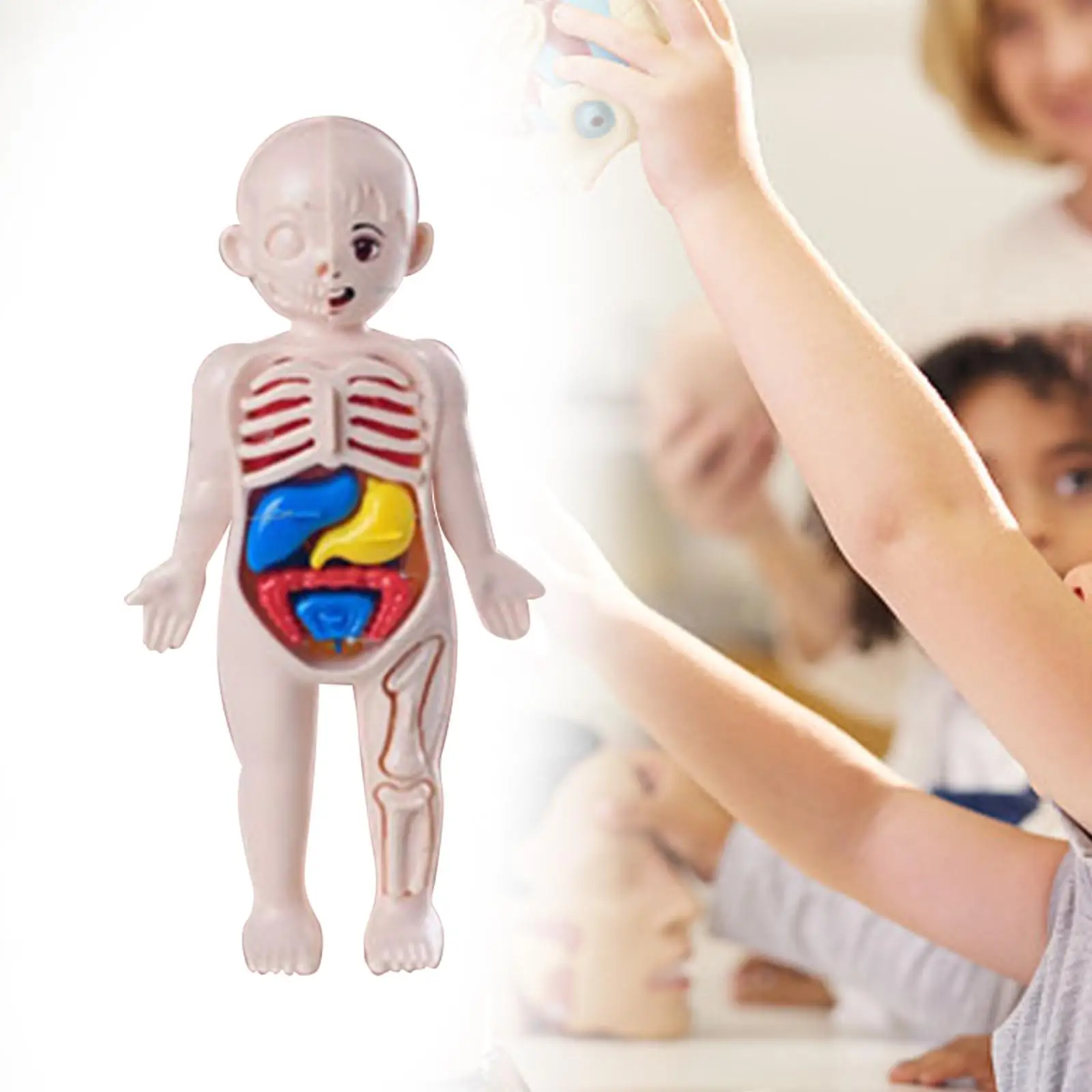 Human Body Toy Model Teaching Play Set Body Parts Organs for Kids Child