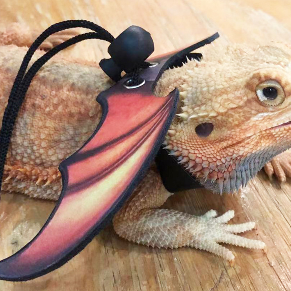 reptile leash for bearded dragon