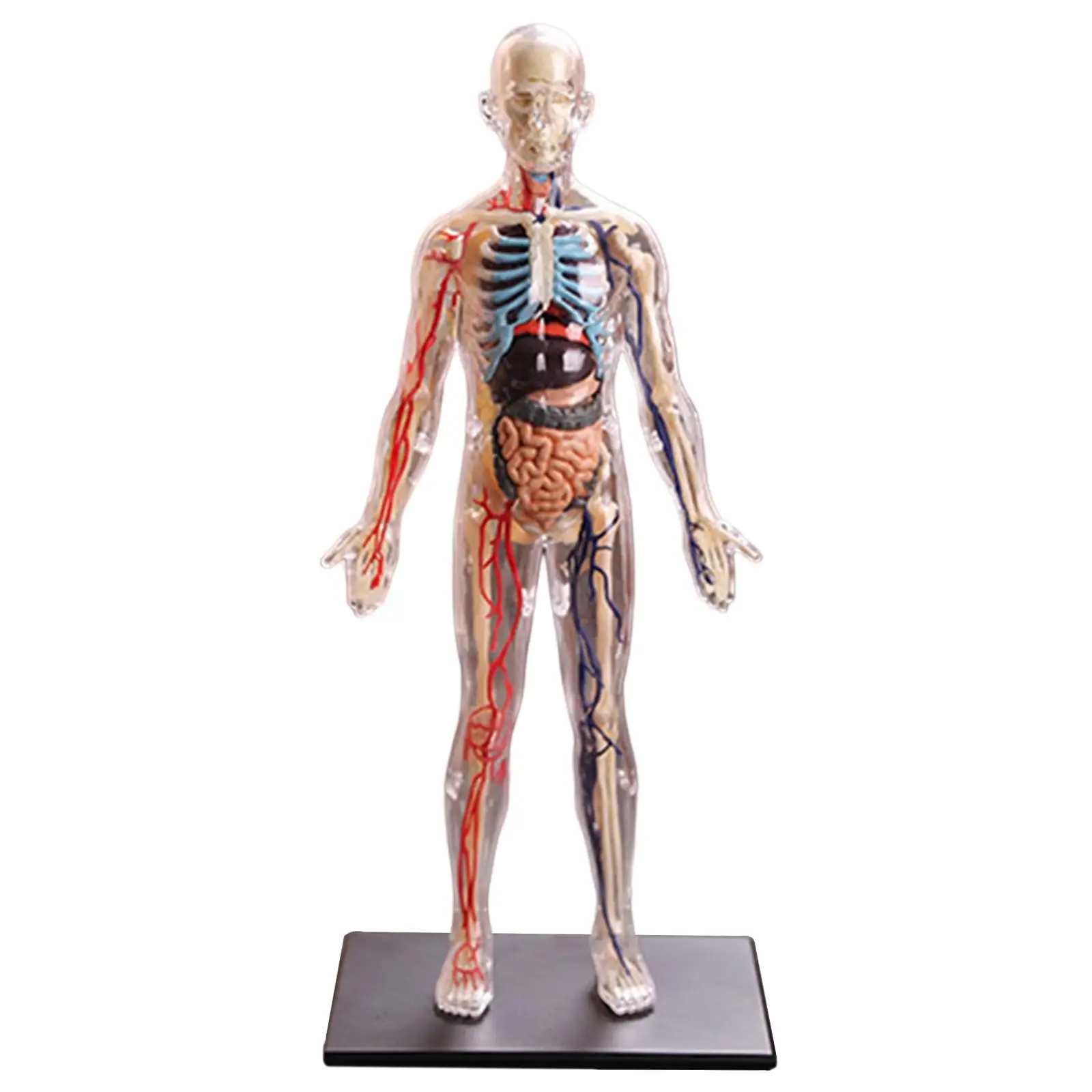 4D Assembled Human Body Teaching Model Removable Muscles, Organs And Bones