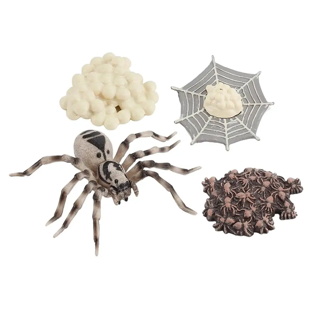 Life Cycle Figures of Spider  Animal Model Figurines Learning Educational Toy Science Toys for Children Toddlers