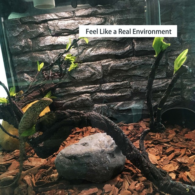 Plants for bearded outlet dragon enclosure