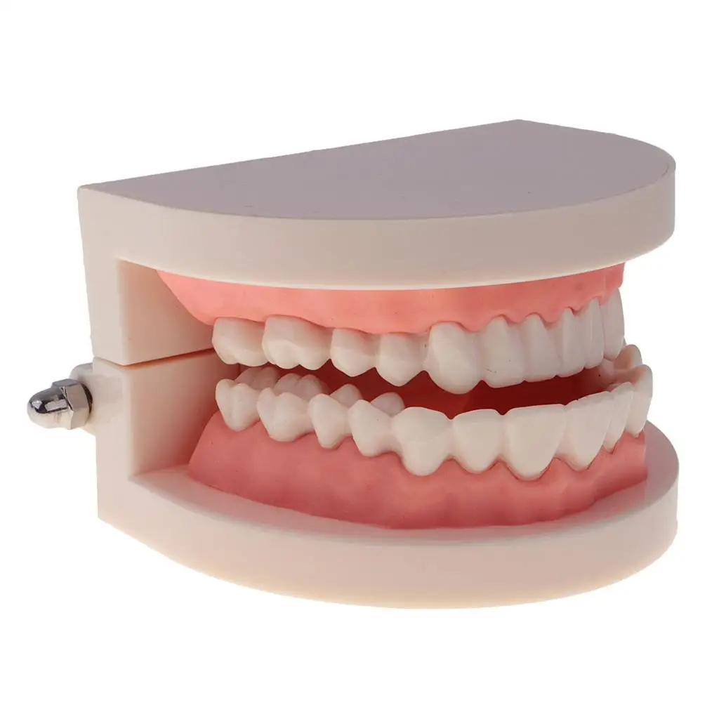 Artificial Human Mouth  Teeth Model With Toothbrush Teaching Tools