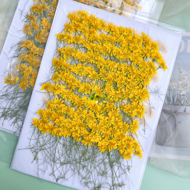 6-10cm/24 Stück, Naturgetrocknete Chrysanthemen, Echte Kamillenzweige für DIY Handyhüllen, Nagelkunst, Gesichtsdekoration, Trockenblumen-Materialien – Detail 4