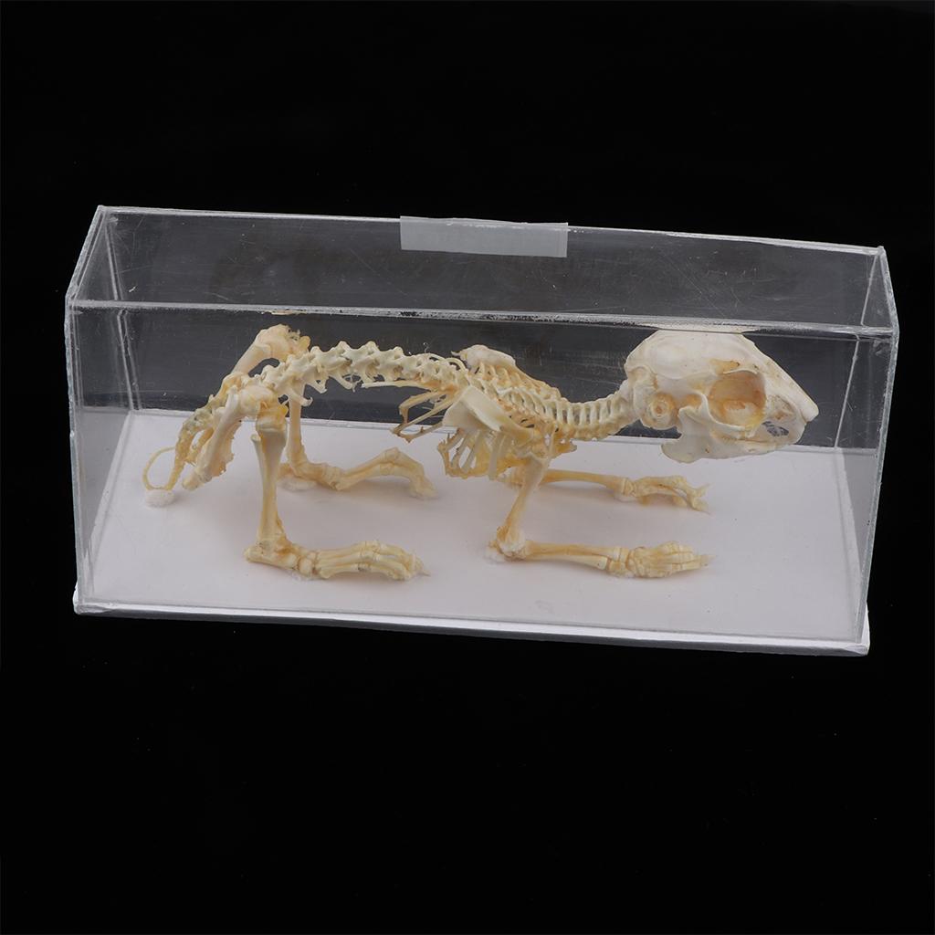 Rabbit Skeleton Specimen Science Biology Nature Educational Tool For Student