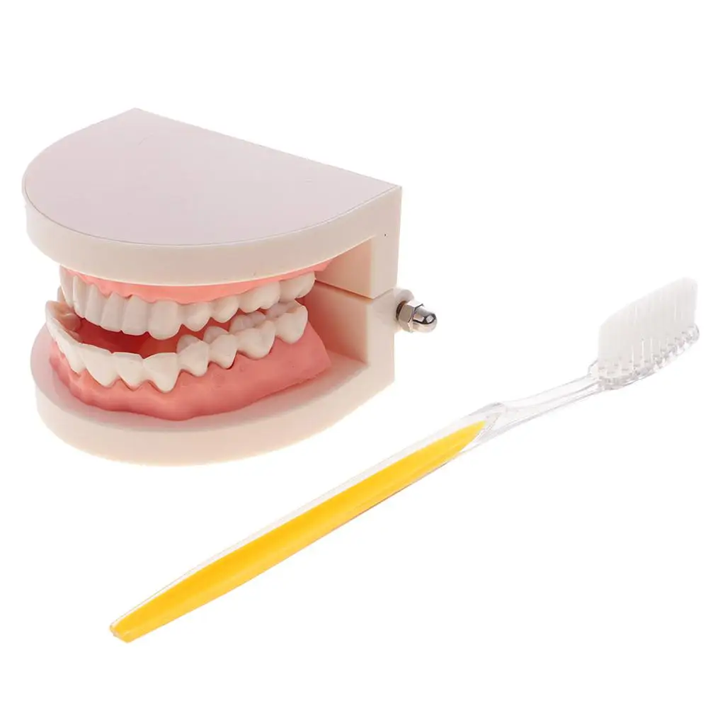 Artificial Human Mouth  Teeth Model With Toothbrush Teaching Tools