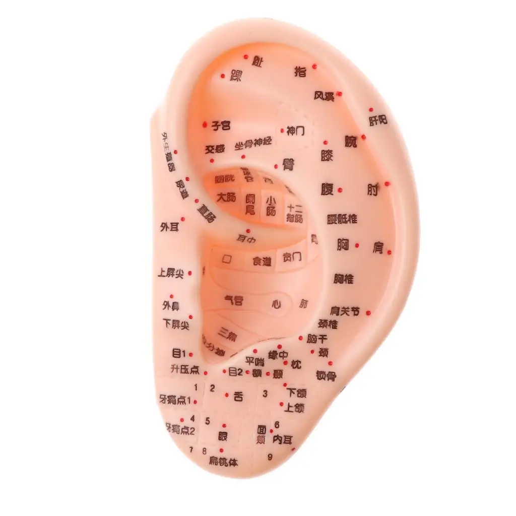 13cm Human Acupuncture Ear Model Reflexology Acupoint Medical Study Kit Teaching Props